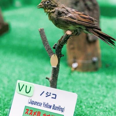ノジコの剥製の写真