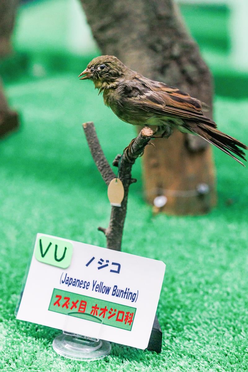 ノジコの剥製の写真