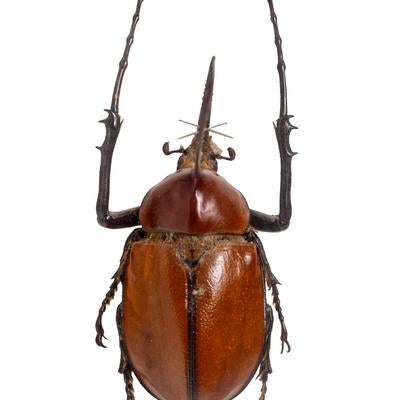 ノコギリタテヅノオオカブト（ベネズエラ）オスの標本の写真