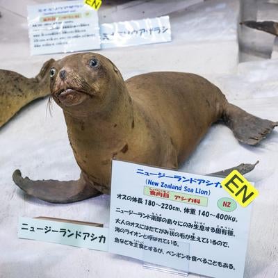 ニュージーランドアシカの剥製の写真
