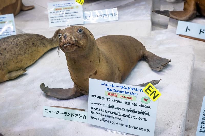 ニュージーランドアシカの剥製