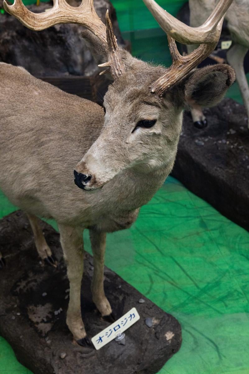 優美な角を持つオジロジカの剥製の写真
