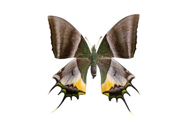 インドネシアセラム島産のゴライアストリバネアゲハのオスの標本の無料