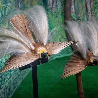 繊細な羽飾りを誇るオオフウチョウの剥製の写真