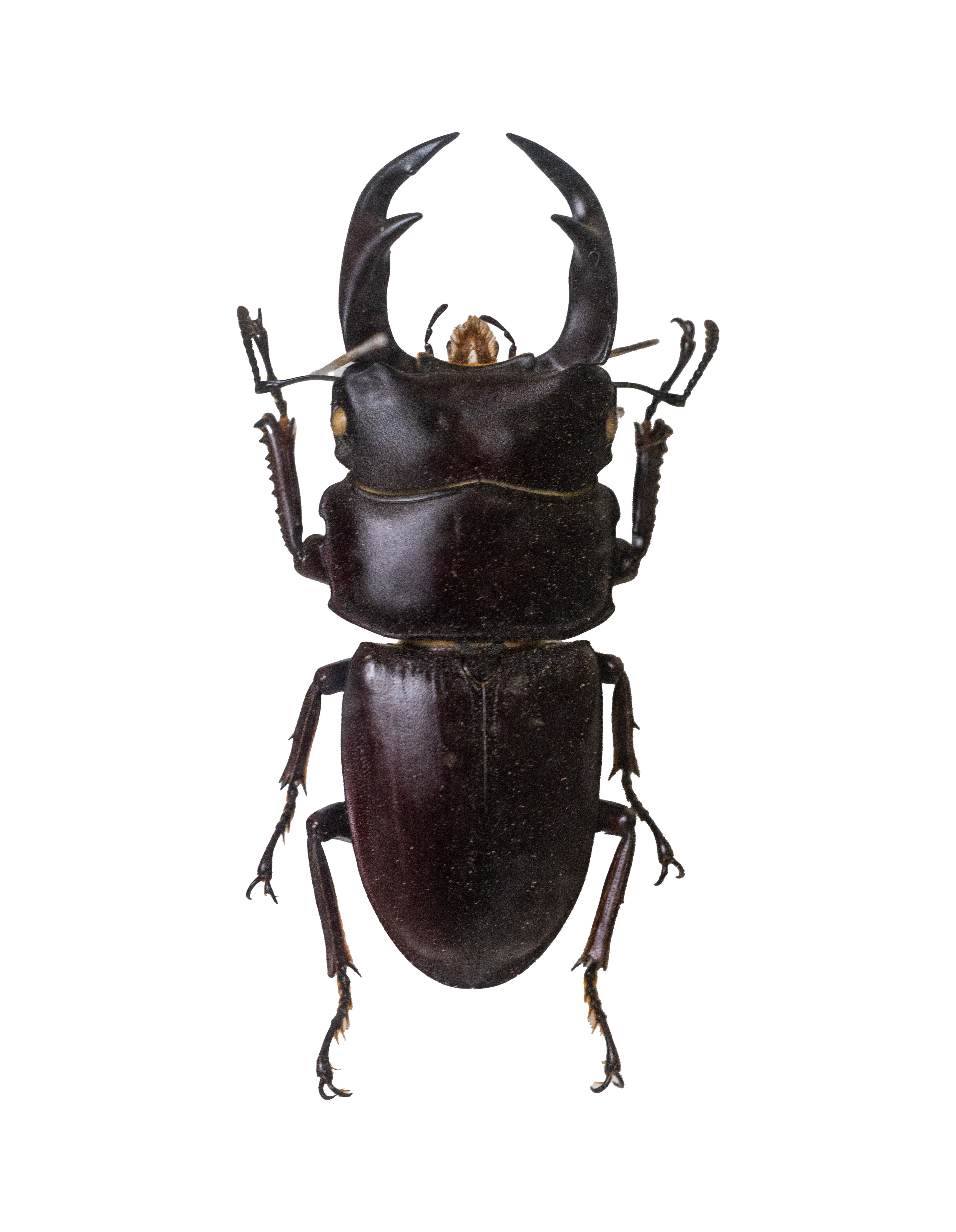 husigikann_ookuwagata.jpg?&