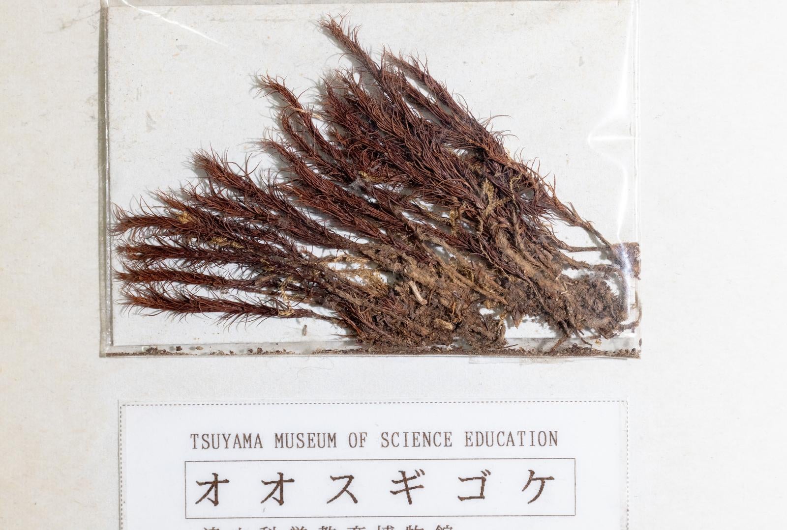 「オオスギゴケの標本」の写真