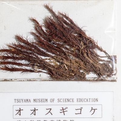 オオスギゴケの標本の写真