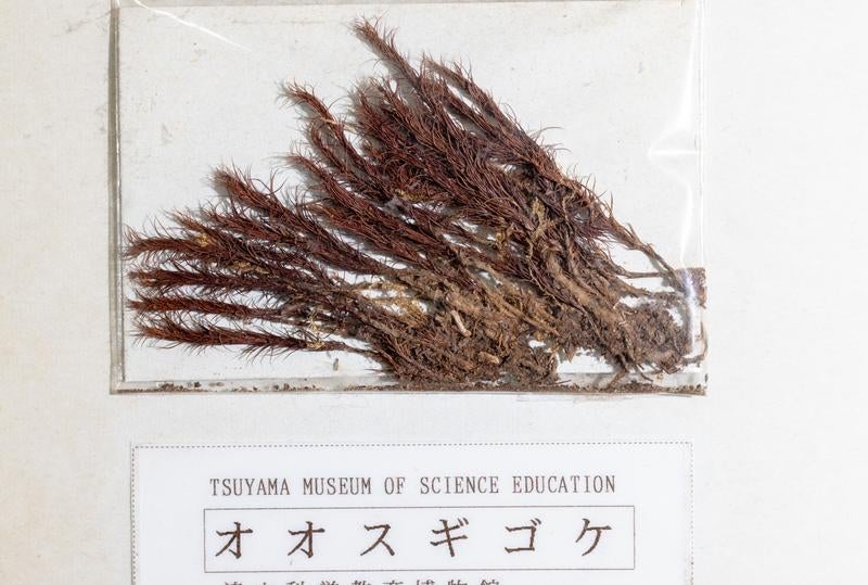 オオスギゴケの標本の写真