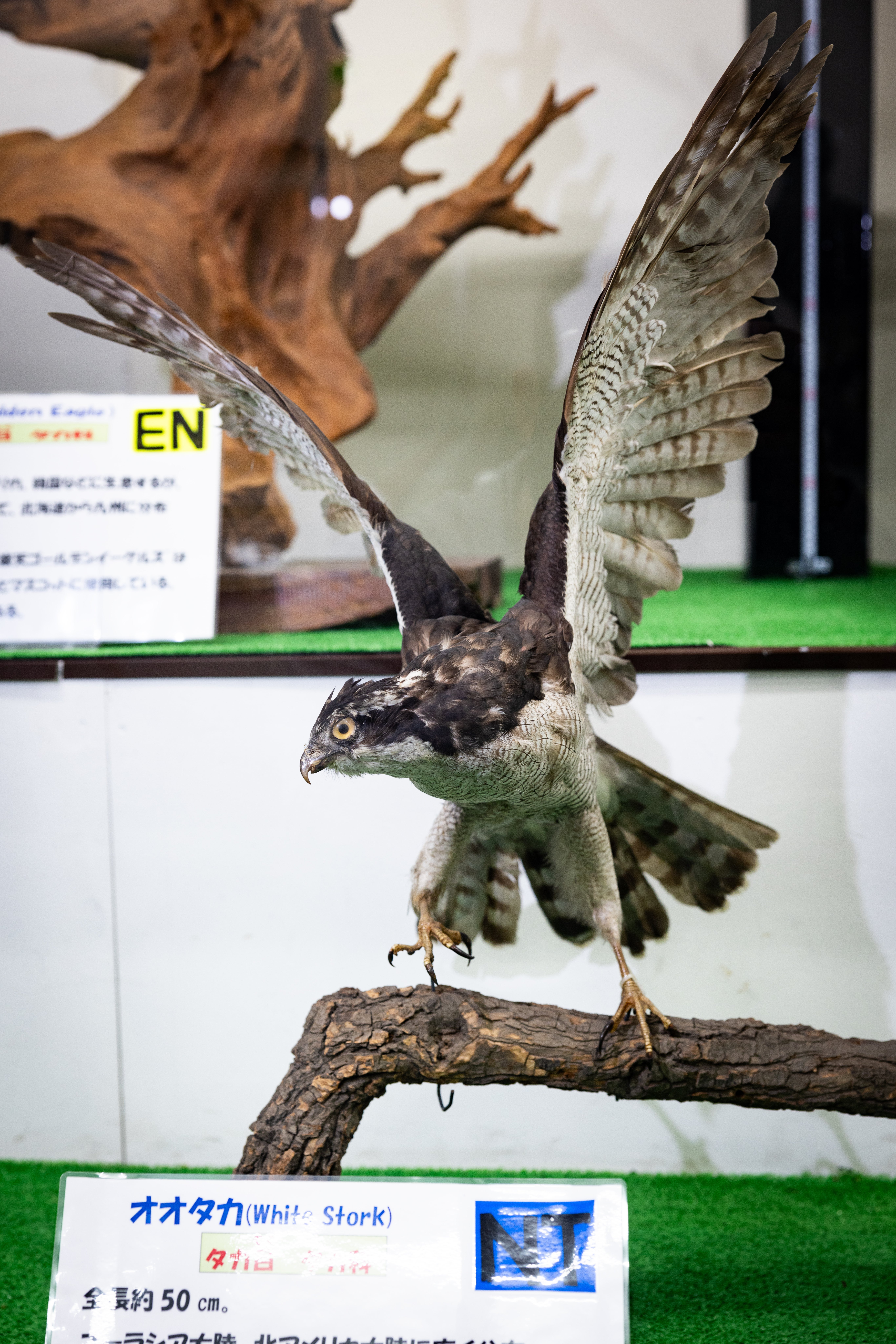 husigikann_ootaka.jpg?&download=1