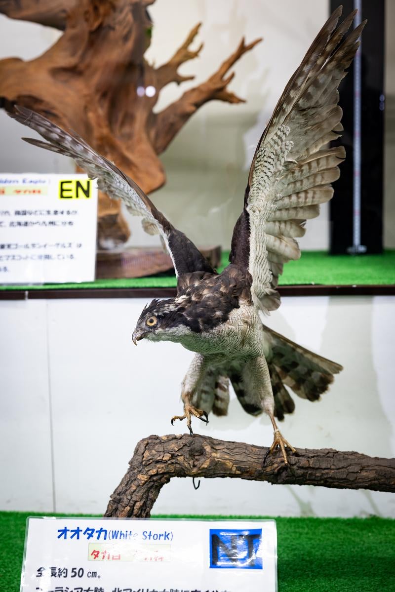 鋭い爪と目が迫るオオタカの剥製の写真