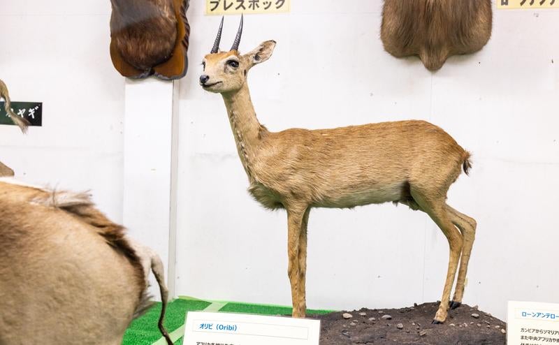博物館に佇むオリビアンテロープの姿の写真