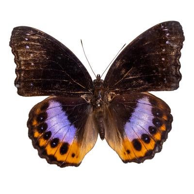 紫色とオレンジ色のコントラストが特徴的なパンダラスムラサキ（セラム）メスの標本の写真