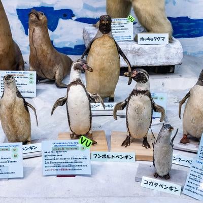 寒冷地のペンギンたちの剥製の写真