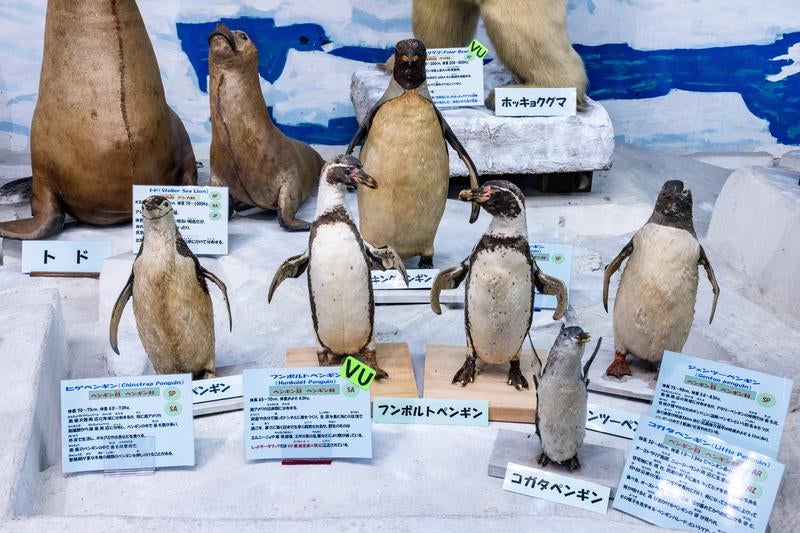 寒冷地のペンギンたちの剥製の写真