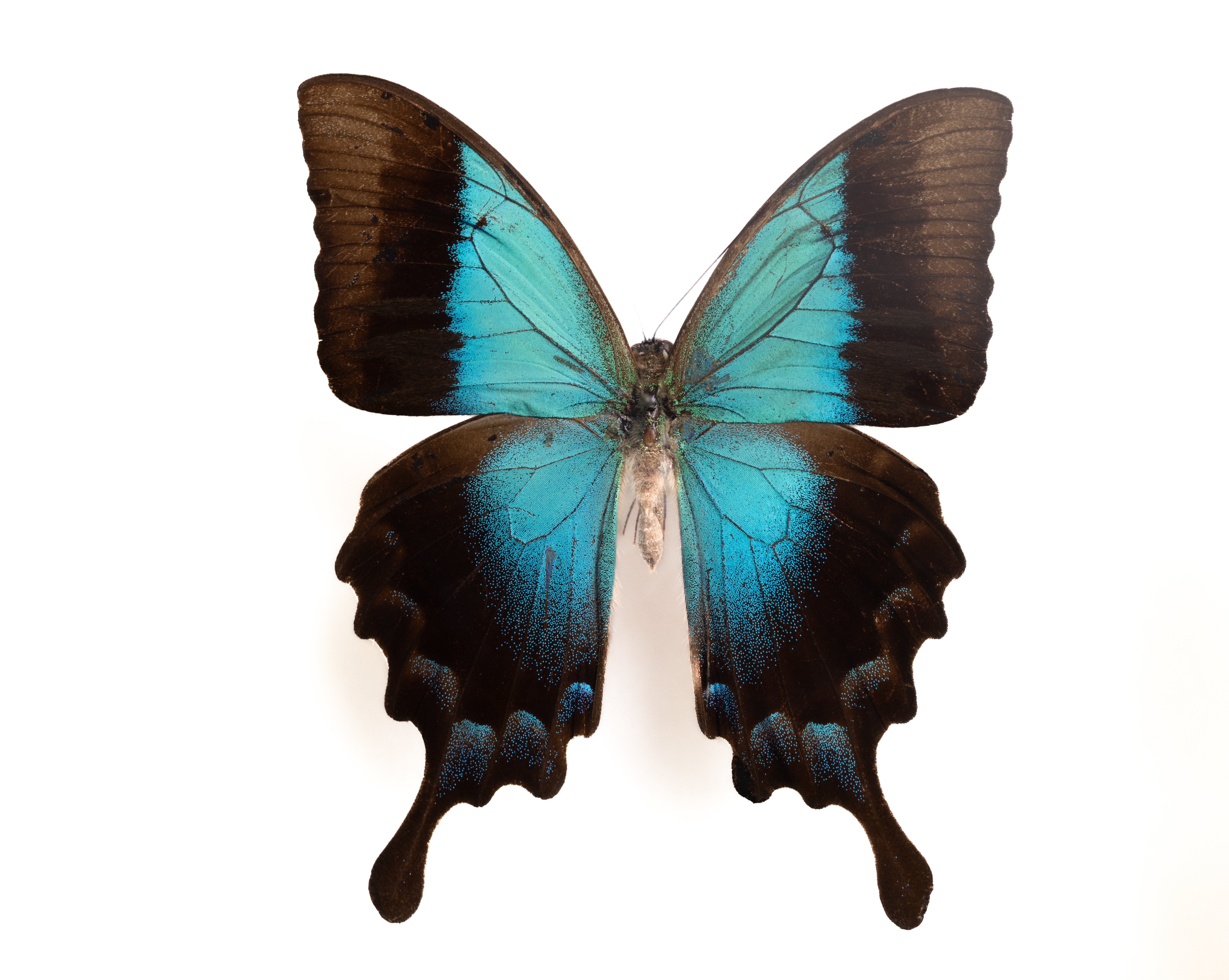 青空横蝶様ご確認 husigikann_perikuresuageha_tim