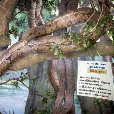 木々に潜む巨蛇ボアコンストリクターの写真