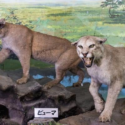 岩場に佇む2頭のピューマの剥製の写真
