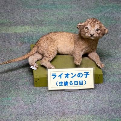 生後6日目のライオンの剥製の写真