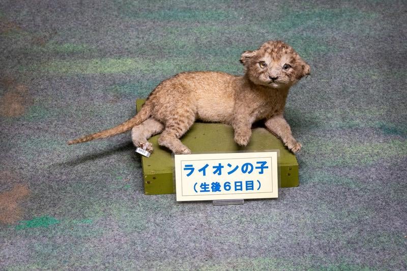 生後6日目のライオンの剥製の写真