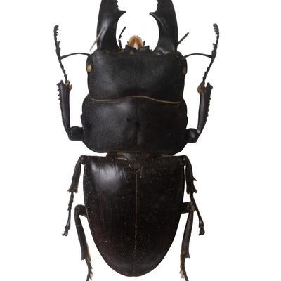 光沢のある黒い外骨格のサキシマヒラタクワガタの標本の写真