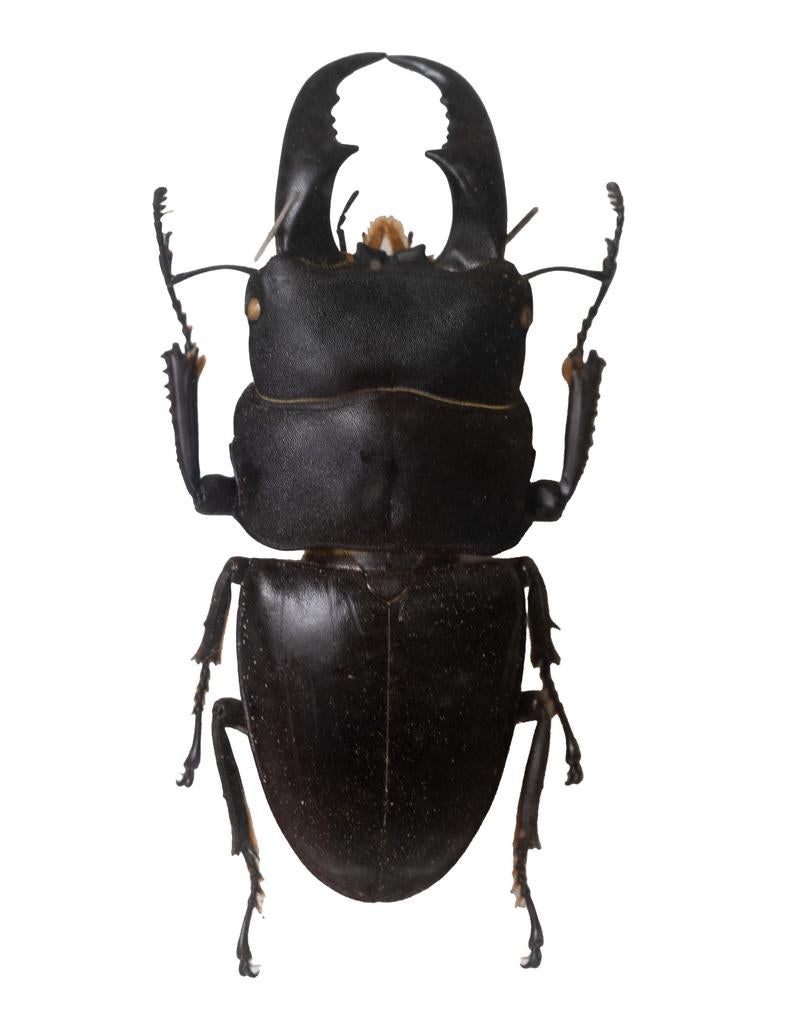 光沢のある黒い外骨格のサキシマヒラタクワガタの標本の写真