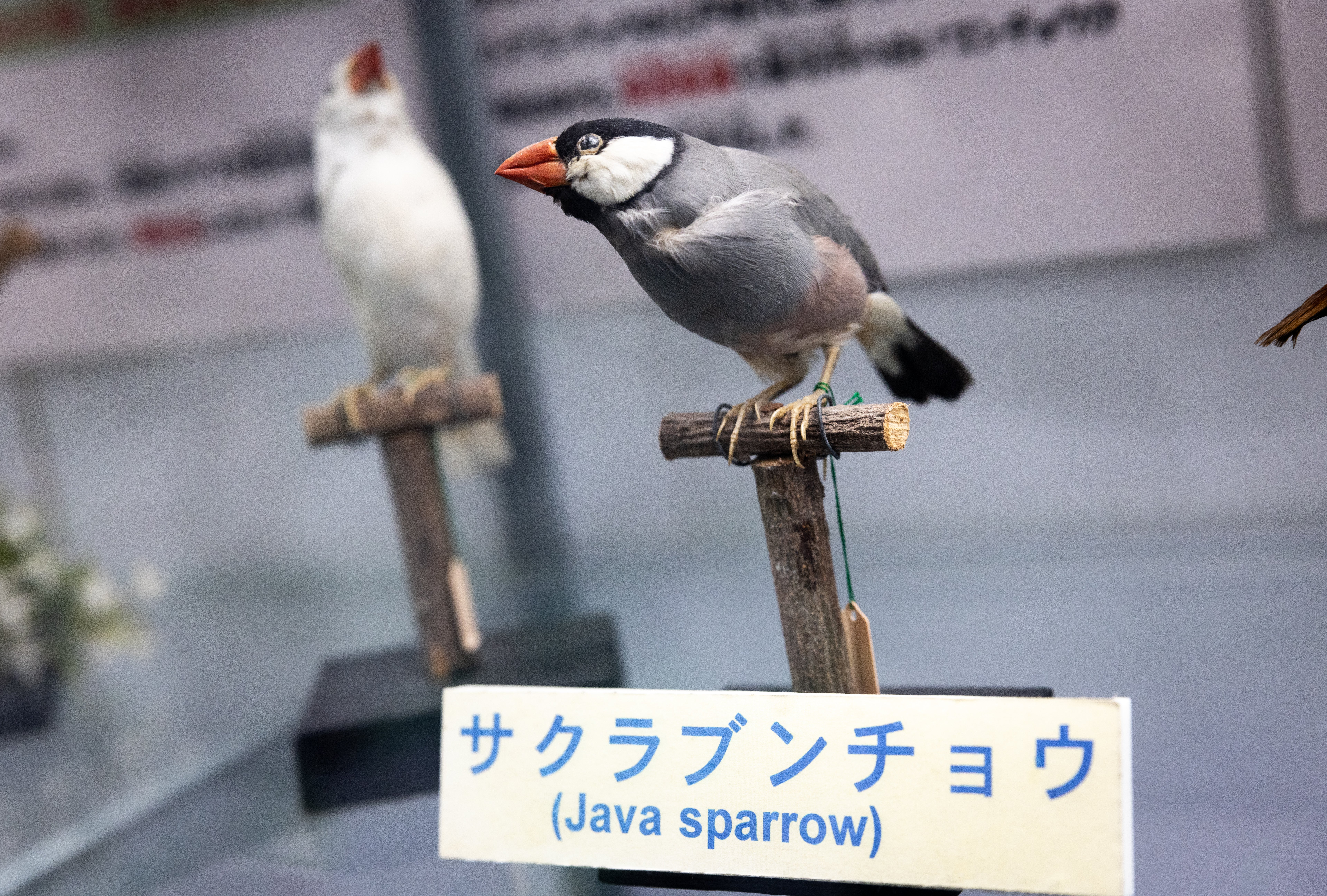 husigikann_sakurabunntyou.jpg?