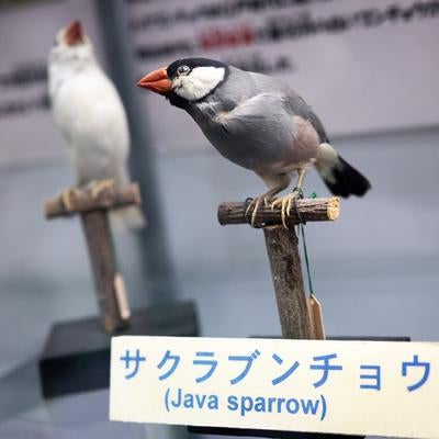 サクラブンチョウの剥製の写真