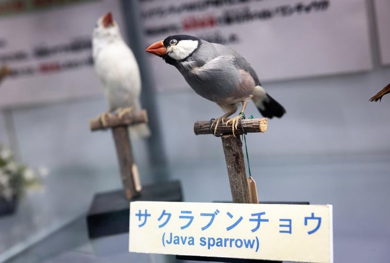サクラブンチョウの剥製の写真