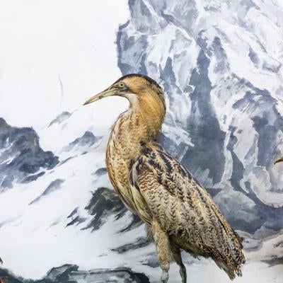サンカノゴイの剥製の写真