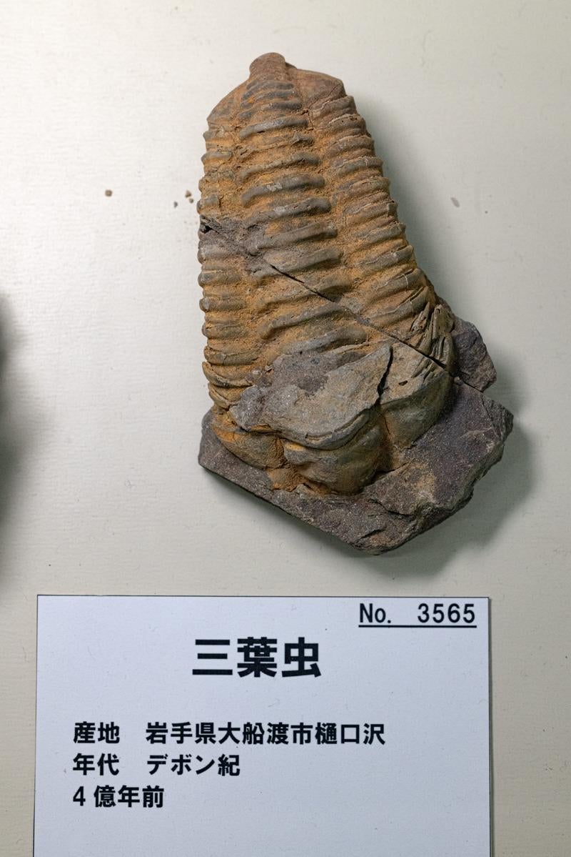 「歴史を刻む三葉虫の化石」の写真