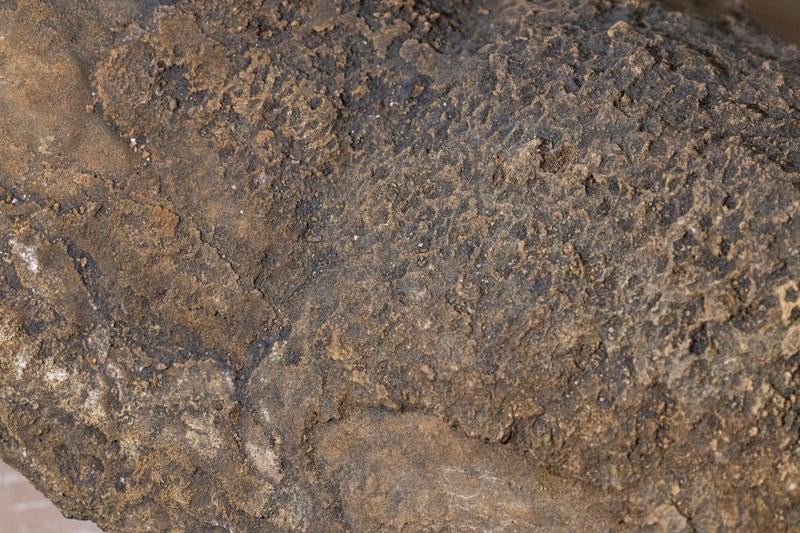 石灰質層孔虫（海綿）の写真