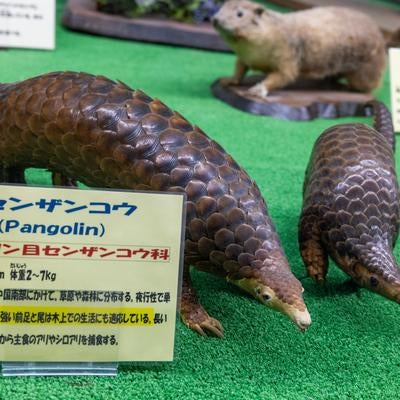 鱗に覆われたセンザンコウの剥製の写真