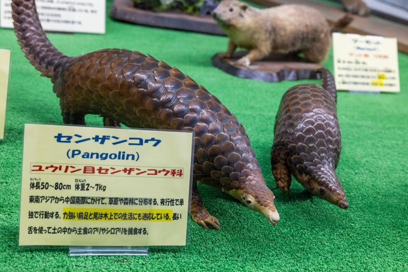 鱗に覆われたセンザンコウの剥製