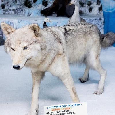 シベリアオオカミの堂々たる姿を再現した剥製の写真