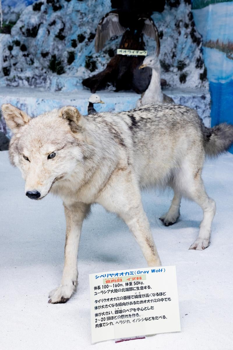 「シベリアオオカミの堂々たる姿を再現した剥製」の写真