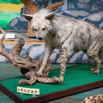 シマハイエナの剥製の写真