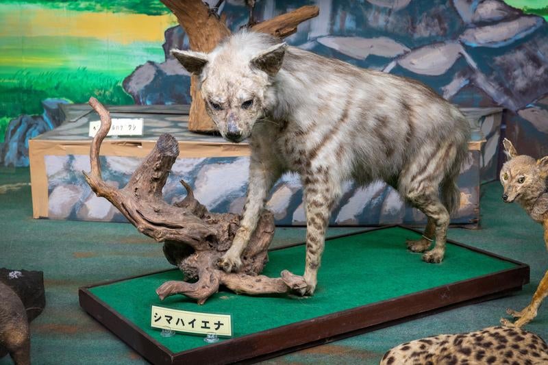 シマハイエナの剥製の写真
