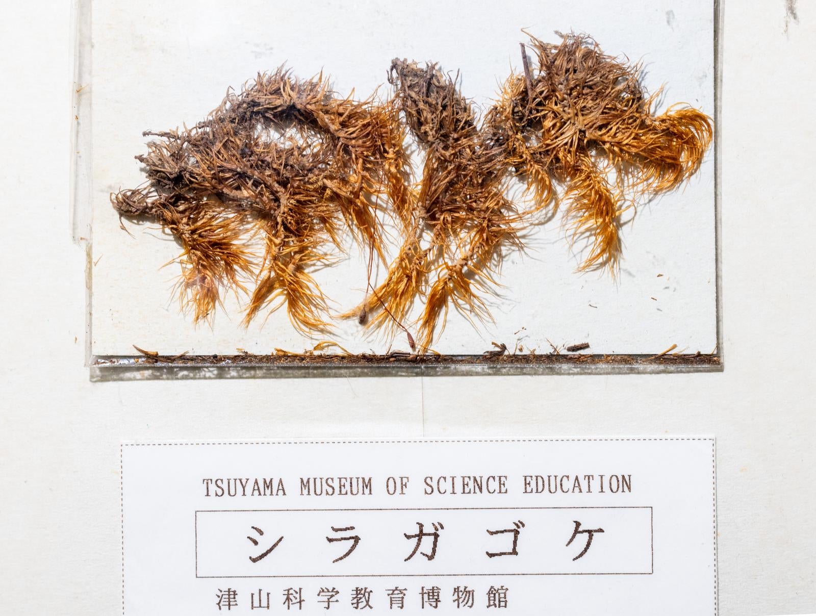 「シラガゴケの標本」の写真
