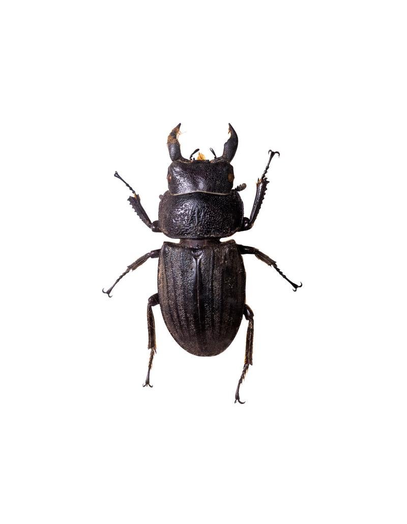 「スジブトヒラタクワガタの標本」の写真
