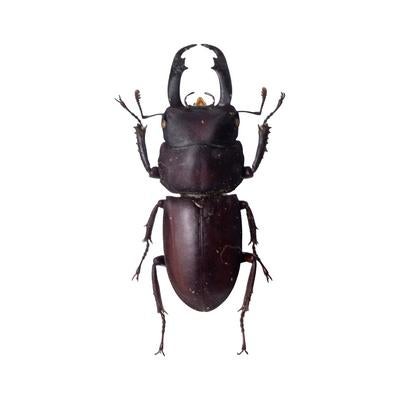 赤褐色の体と精巧なフォルムが特徴的なスジクワガタの標本の写真