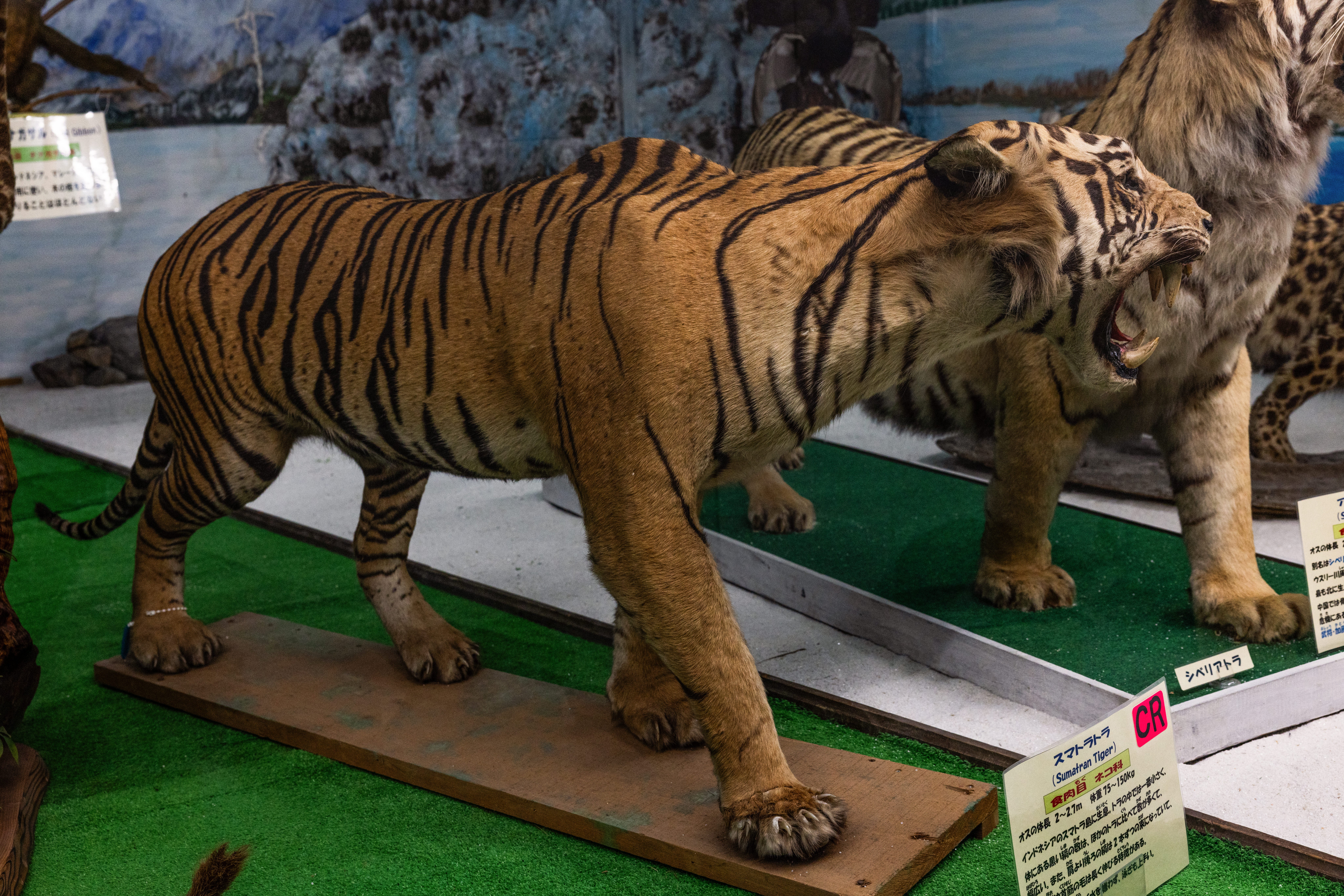 husigikann_sumatoratora.jpg?&