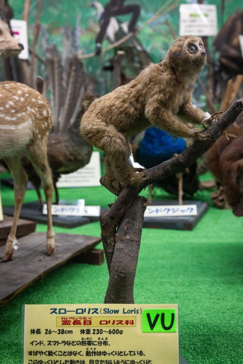 木の上にしがみつくスローロリスの剥製の写真