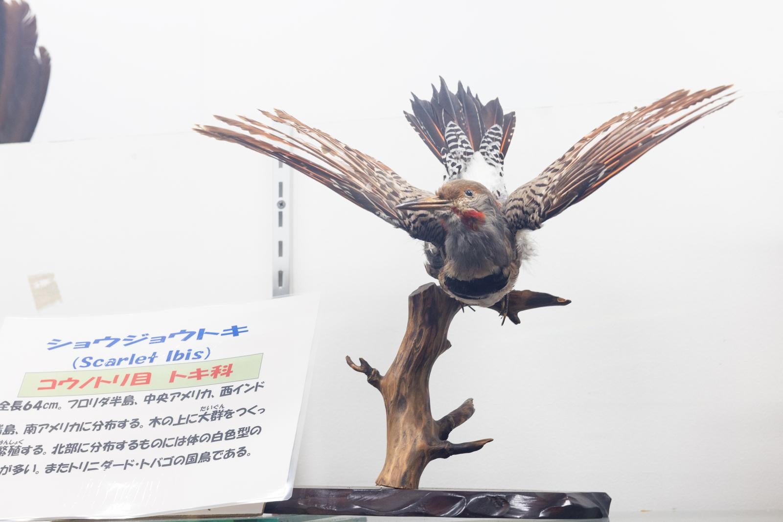 「翼を広げるショウジョウトキの剥製」の写真