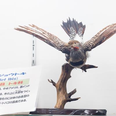 翼を広げるショウジョウトキの剥製の写真