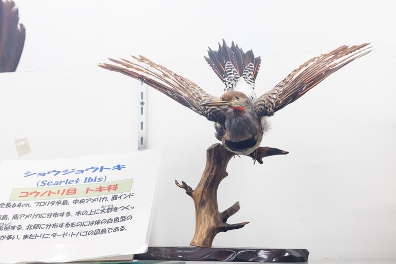 翼を広げるショウジョウトキの剥製の写真
