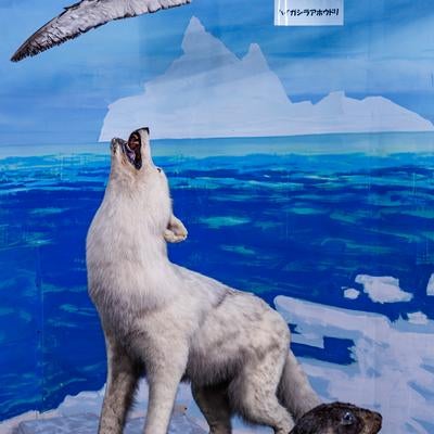 吠える姿のタイリクオオカミの剥製展示の写真
