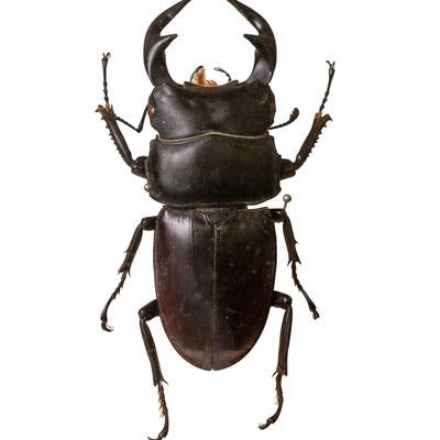 タイワンノコギリクワガタの標本の写真