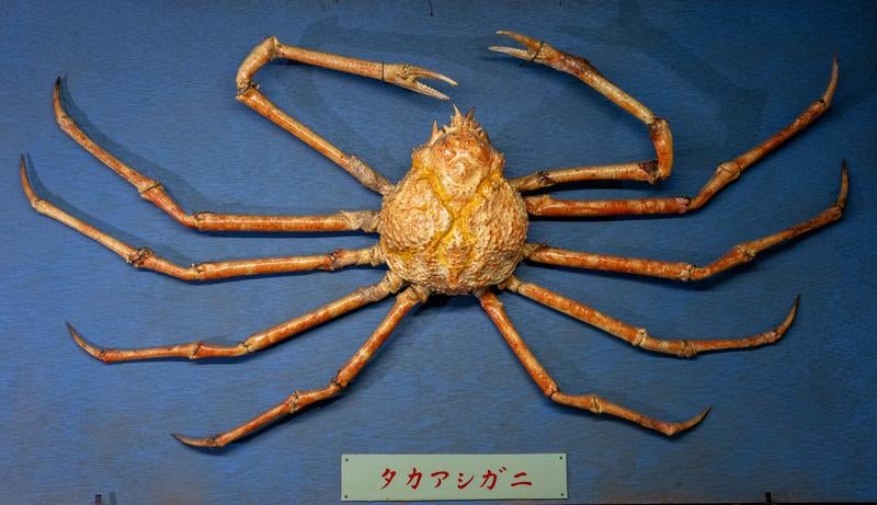 タカアシガニの剥製の写真