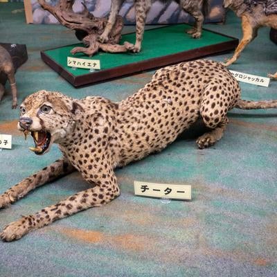 チーターの剥製の写真