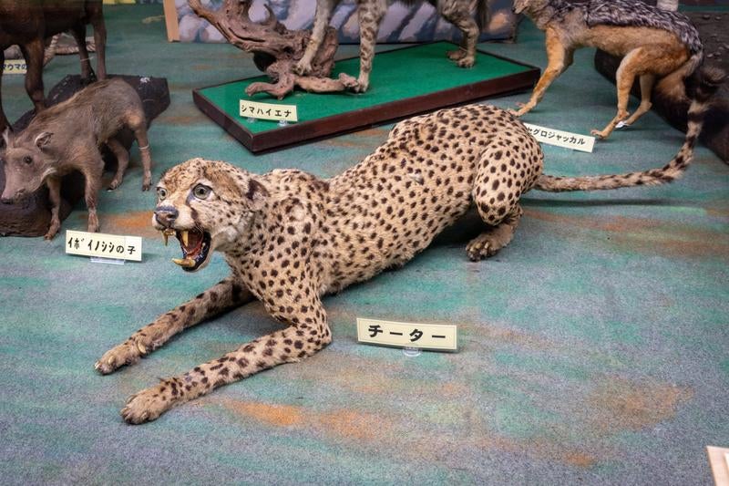 チーターの剥製の写真